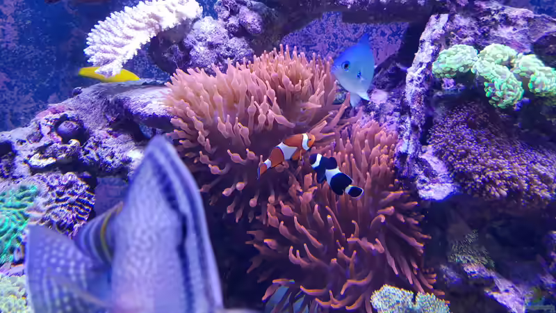 Aquarium Meerwasseraquarium von Wolfgang K. (23)