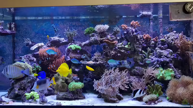 Aquarium Meerwasseraquarium von Wolfgang K. (24)