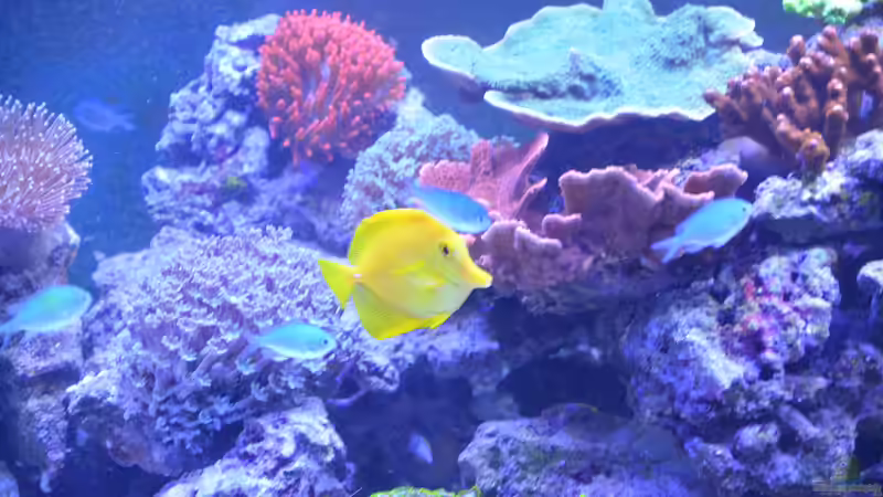 Aquarium Meerwasseraquarium von Wolfgang K. (29)