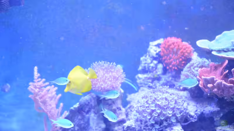 Aquarium Meerwasseraquarium von Wolfgang K. (31)