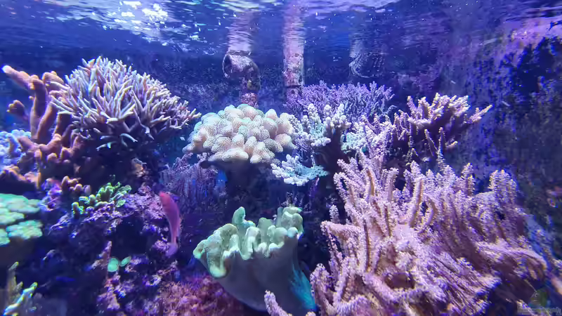 Aquarium Meerwasseraquarium von Wolfgang K. (5)