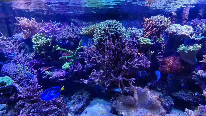 Aquarium Meerwasseraquarium von Wolfgang K. (8)