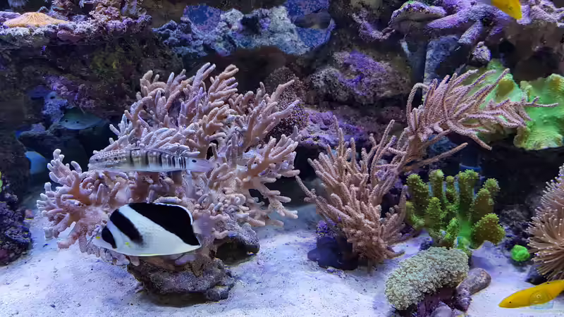 Aquarium Meerwasseraquarium von Wolfgang K. (9)