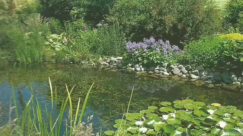 Aquarium meets Teich - Geht nicht, gibts nicht!