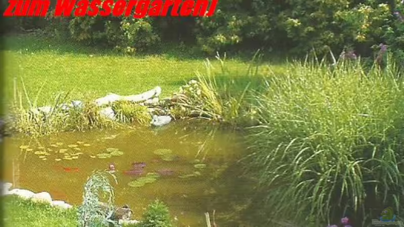 Aquarium meets Teich - Geht nicht, gibts nicht!