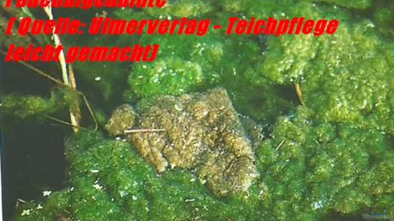 Aquarium meets Teich - Geht nicht, gibts nicht!