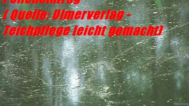 Aquarium meets Teich - Geht nicht, gibts nicht!