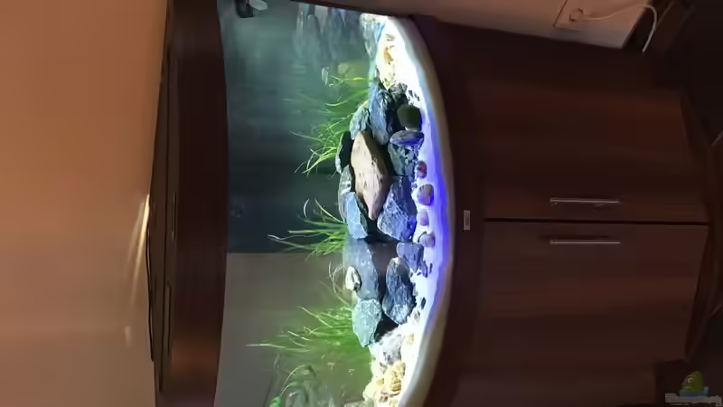 Aquarium Mein 1. Tanganjikasee-Becken von flip (2)