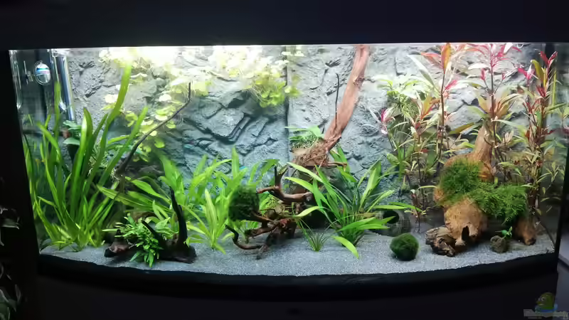 Aquarium Mein 1.Aquarium von Sabrina_St (3)