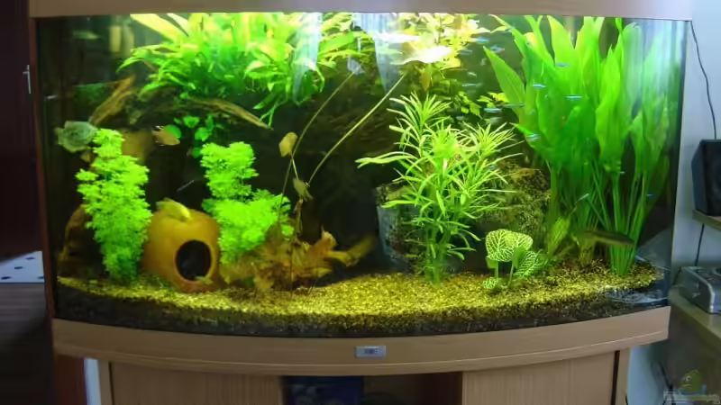 Aquarium mein 1.Becken von Fohlenpower (2)