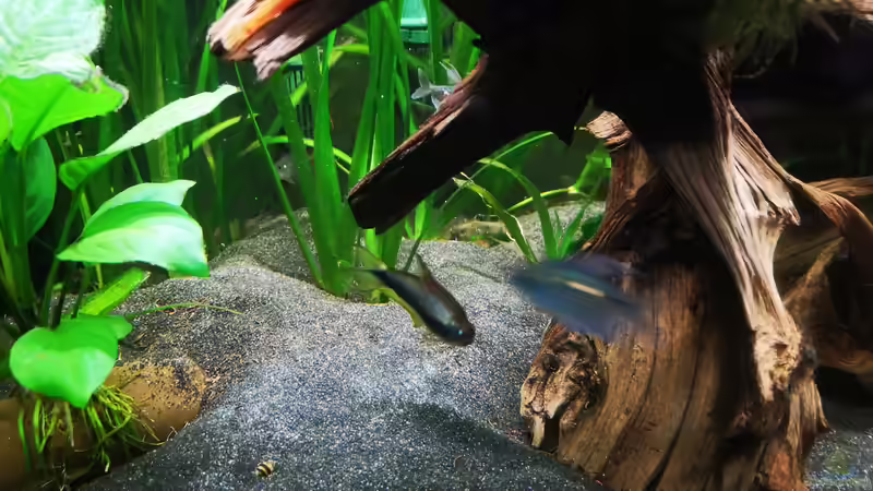 Aquarium Mein 1050er von Stefan Heins (11)