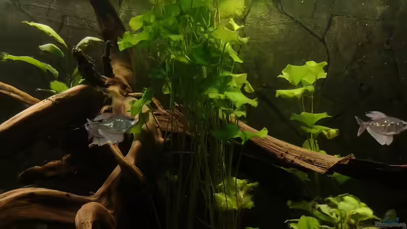 Aquarium Mein 1050er von Stefan Heins (8)