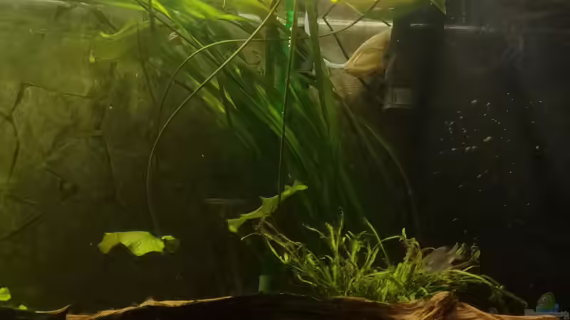 Aquarium Mein 1050er von Stefan Heins (9)