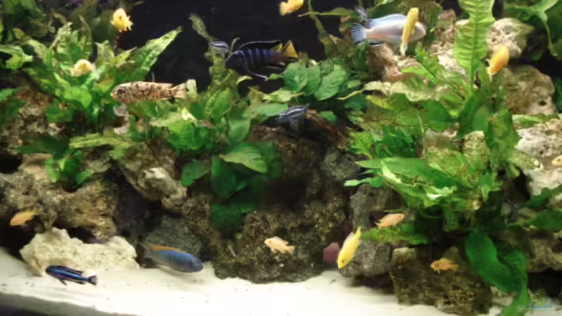 Aquarium Mein 200l Hauptbecken von Lukas Szewczyk (3)