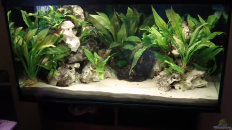 Aquarium Mein 200l Hauptbecken von Lukas Szewczyk (4)
