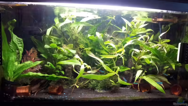 Aquarium mein 54l Aquarium von Bibiane Kratky (2)
