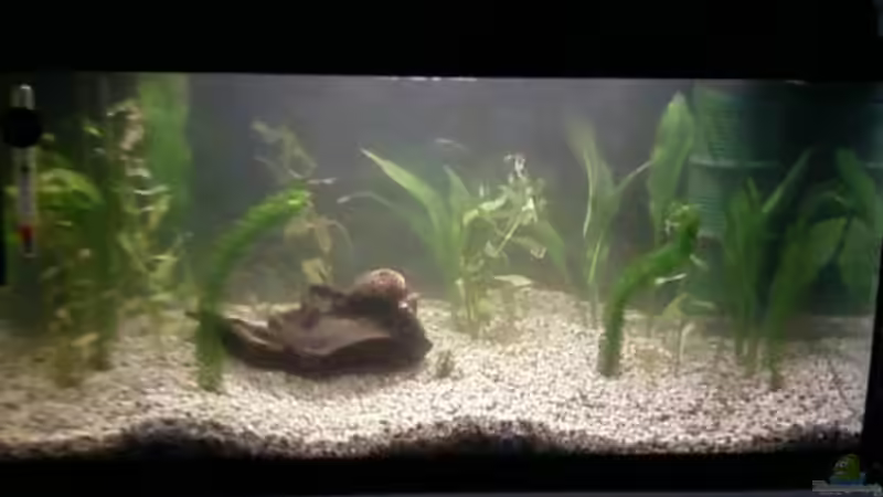 Aquarium mein 54l Becken neu gemacht von Reinhold Berk (7)