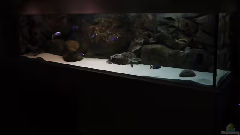 Aquarium Mein altes Malawi von Dynnarts (10)
