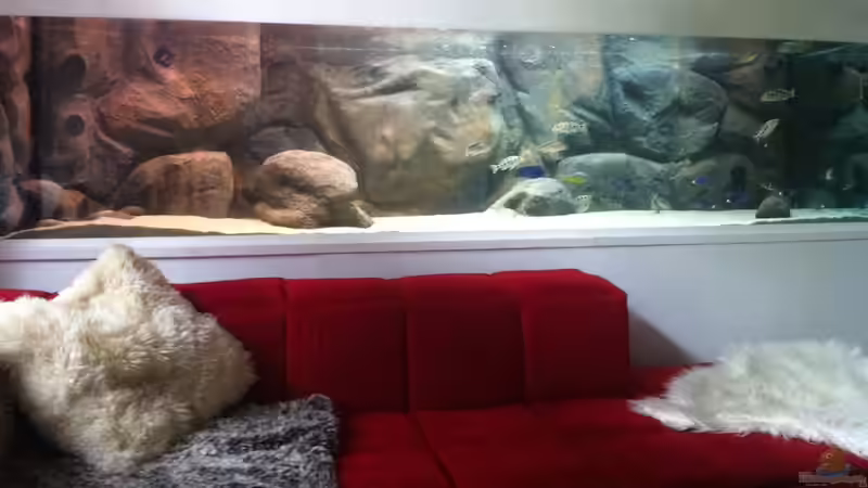 Aquarium Mein altes Malawi von Dynnarts (7)