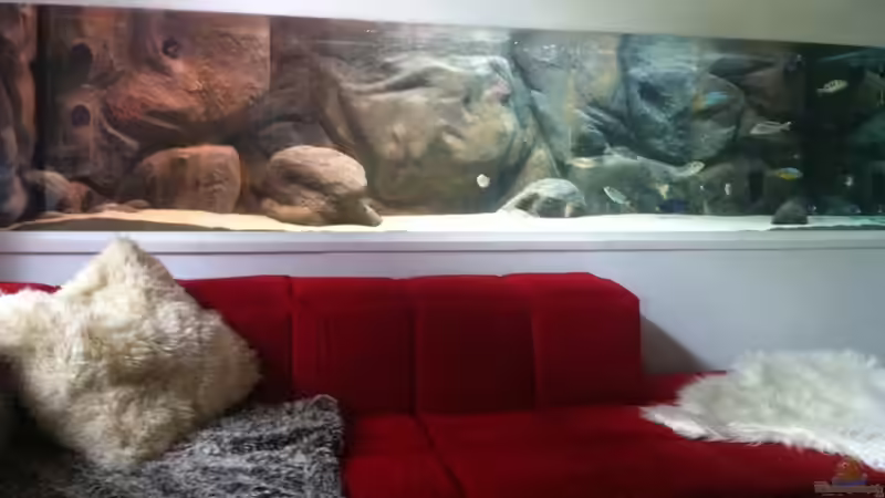 Aquarium Mein altes Malawi von Dynnarts (8)
