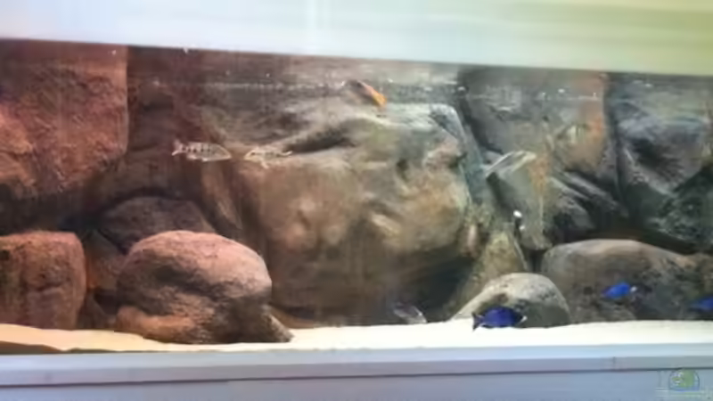 Aquarium Mein altes Malawi von Dynnarts (9)