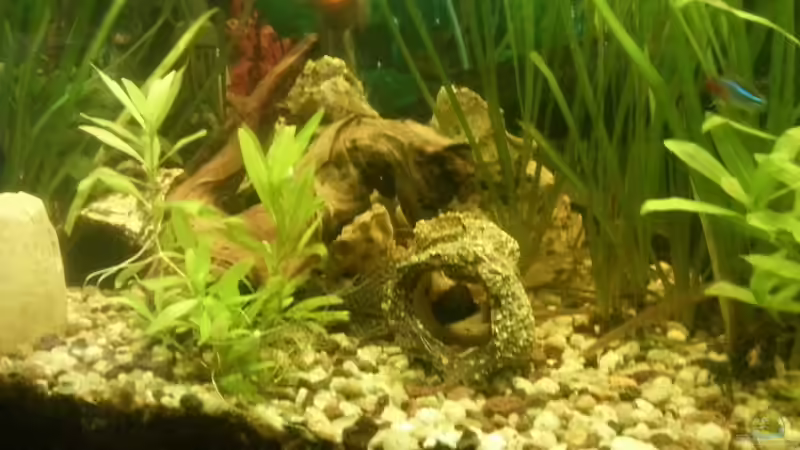 Aquarium Mein Anfang von Simon Schmitt (10)