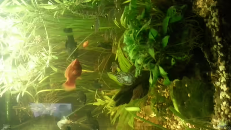 Aquarium Mein Anfang von Simon Schmitt (11)