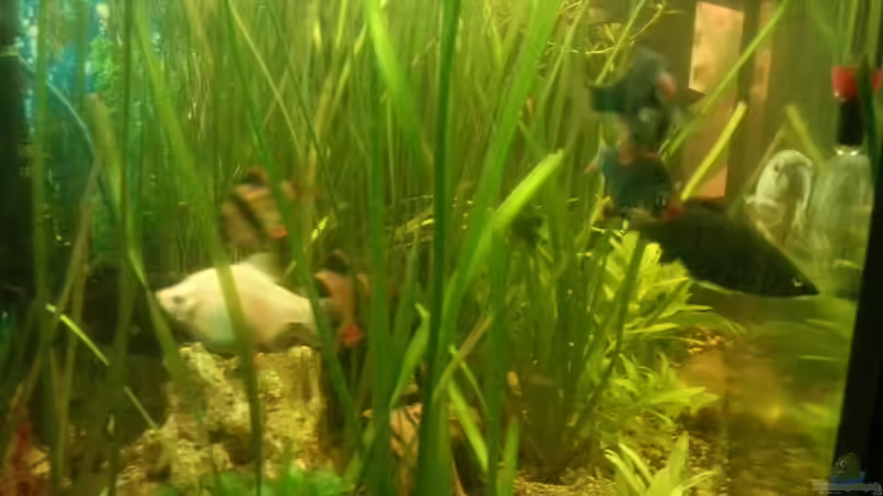 Aquarium Mein Anfang von Simon Schmitt (12)