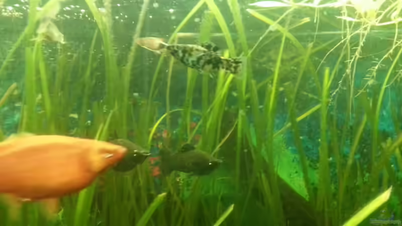 Aquarium Mein Anfang von Simon Schmitt (16)