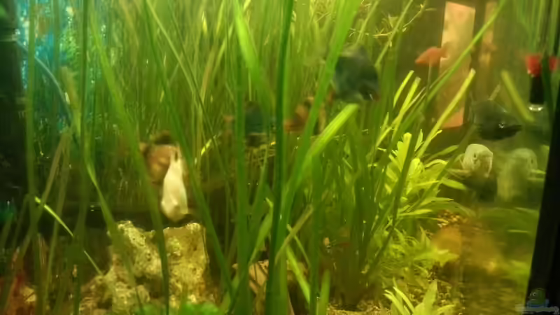 Aquarium Mein Anfang von Simon Schmitt (18)