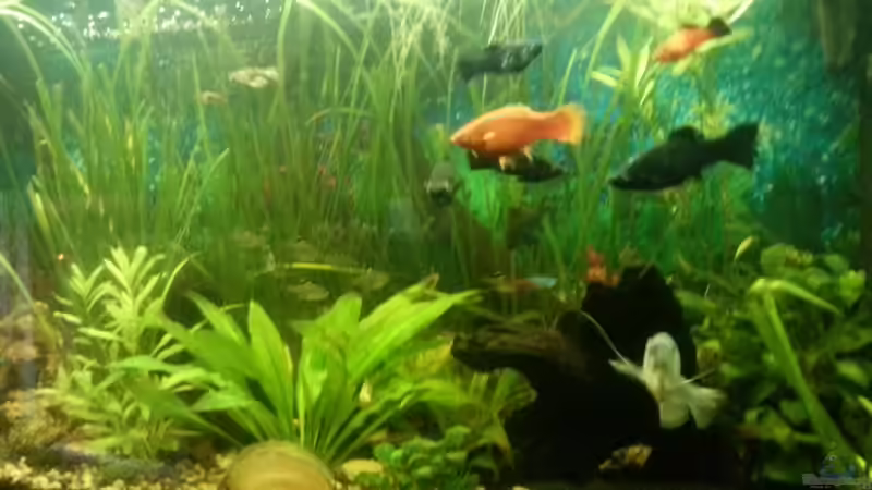 Aquarium Mein Anfang von Simon Schmitt (19)