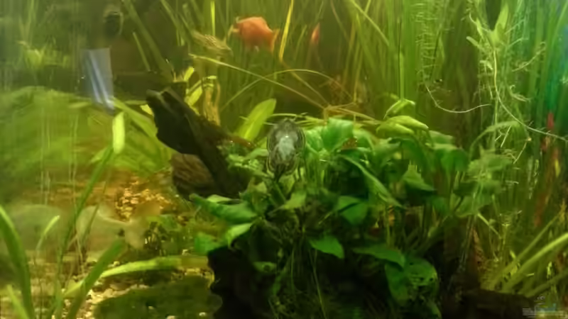 Aquarium Mein Anfang von Simon Schmitt (2)