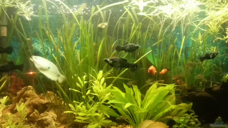 Aquarium Mein Anfang von Simon Schmitt (20)