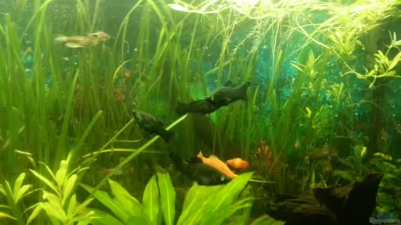 Aquarium Mein Anfang von Simon Schmitt (21)