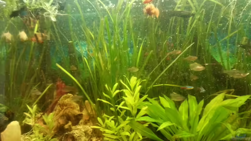 Aquarium Mein Anfang von Simon Schmitt (22)