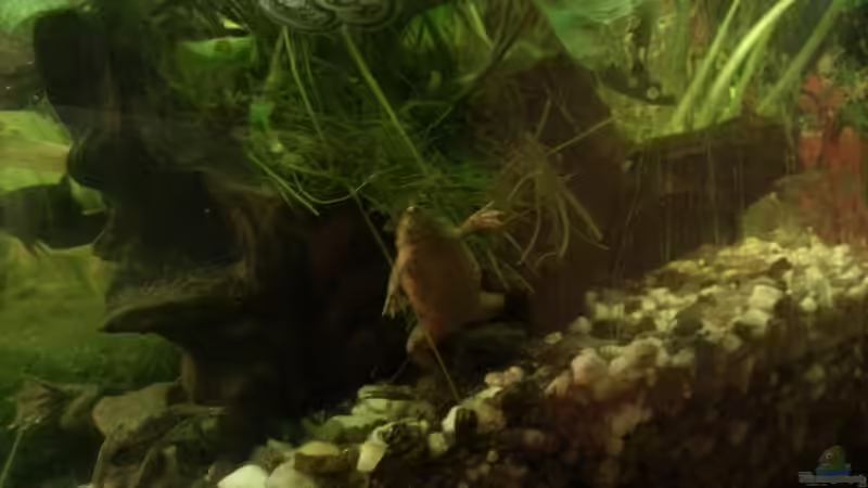 Aquarium Mein Anfang von Simon Schmitt (23)