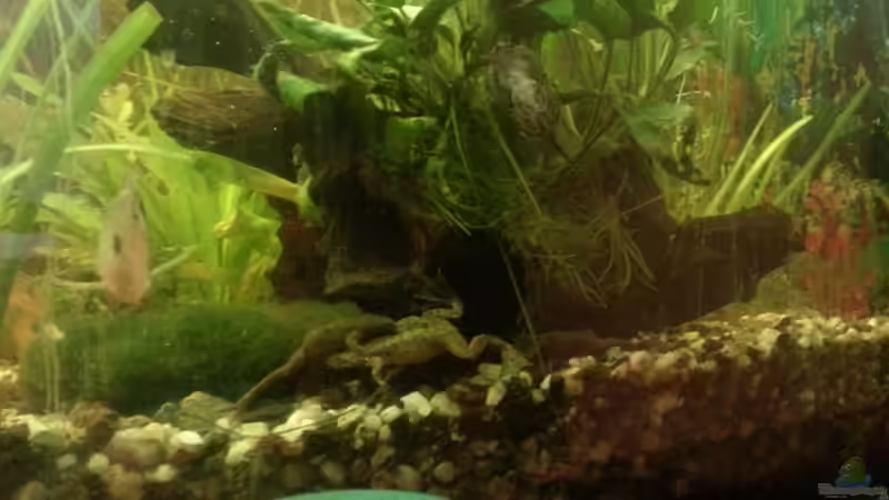 Aquarium Mein Anfang von Simon Schmitt (28)