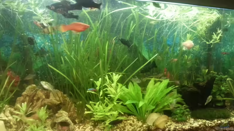 Aquarium Mein Anfang von Simon Schmitt (29)