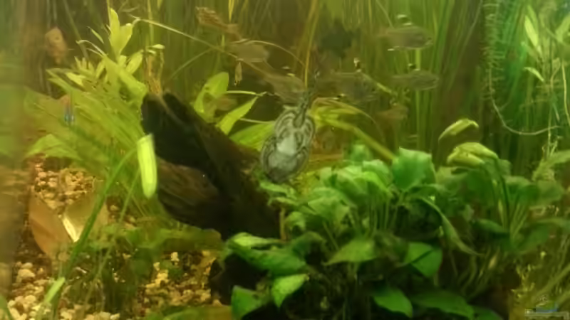 Aquarium Mein Anfang von Simon Schmitt (3)