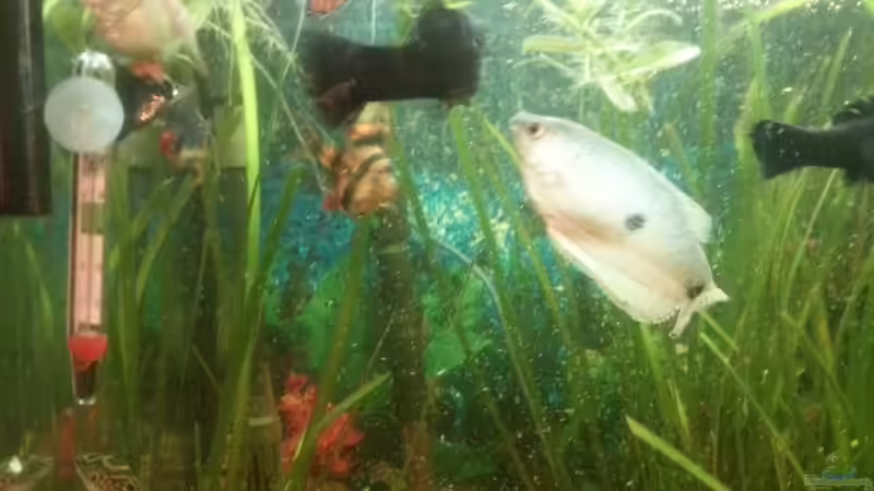 Aquarium Mein Anfang von Simon Schmitt (32)