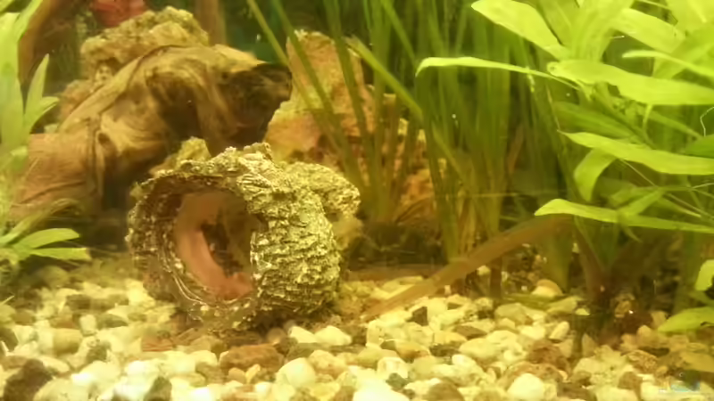 Aquarium Mein Anfang von Simon Schmitt (34)