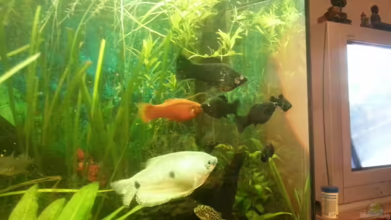 Aquarium Mein Anfang von Simon Schmitt (35)