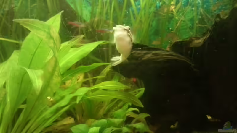 Aquarium Mein Anfang von Simon Schmitt (39)