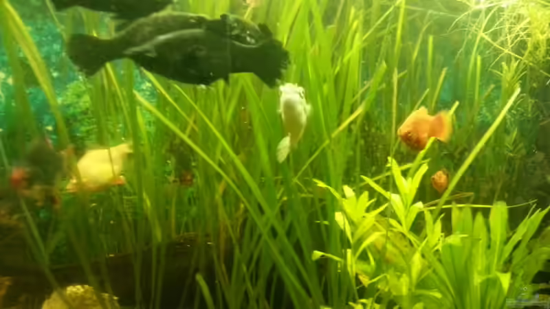 Aquarium Mein Anfang von Simon Schmitt (4)