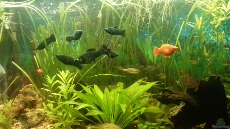 Aquarium Mein Anfang von Simon Schmitt (40)