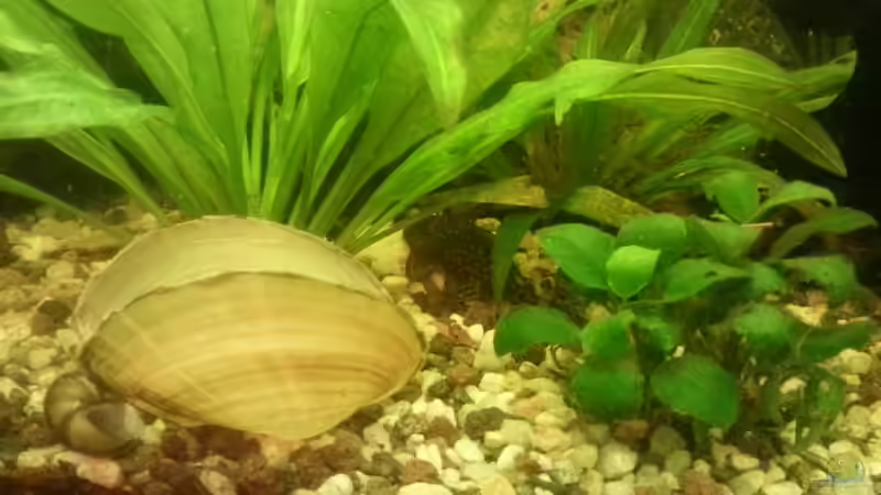 Aquarium Mein Anfang von Simon Schmitt (41)