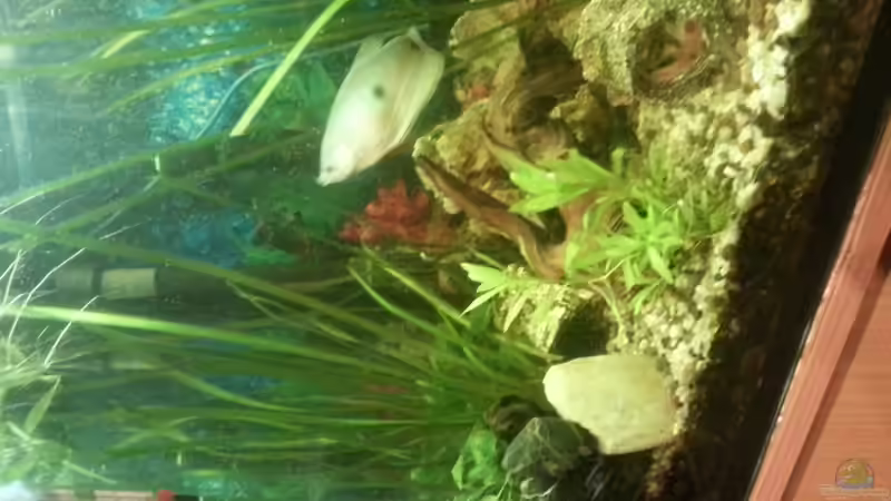 Aquarium Mein Anfang von Simon Schmitt (42)