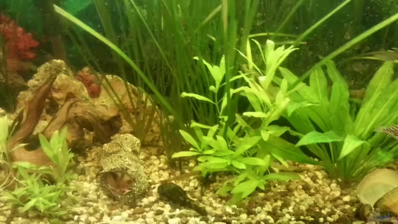 Aquarium Mein Anfang von Simon Schmitt (43)