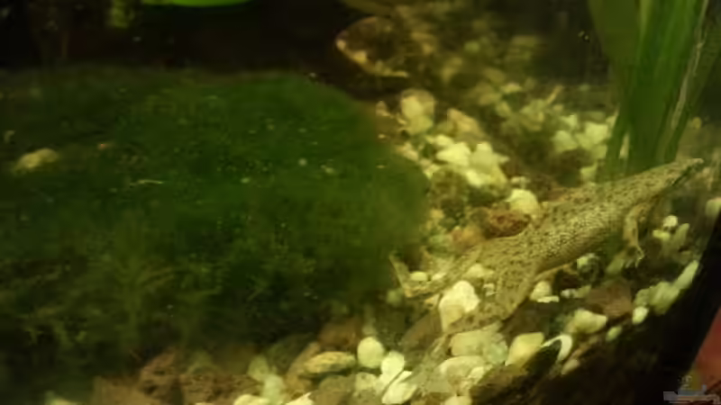 Aquarium Mein Anfang von Simon Schmitt (44)