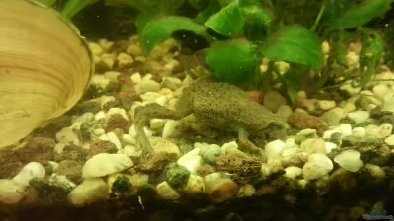 Aquarium Mein Anfang von Simon Schmitt (46)